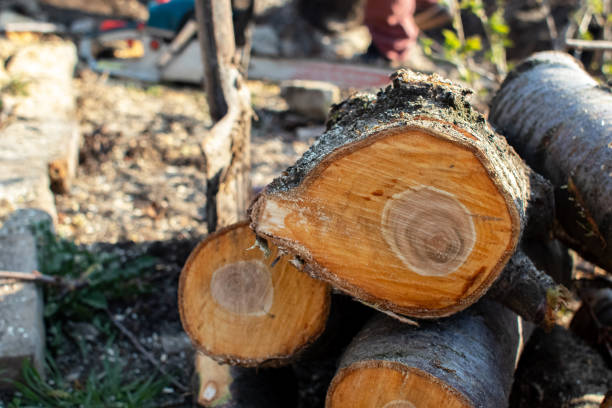 Best Tree Trimming and Pruning  in Coldwater, MI